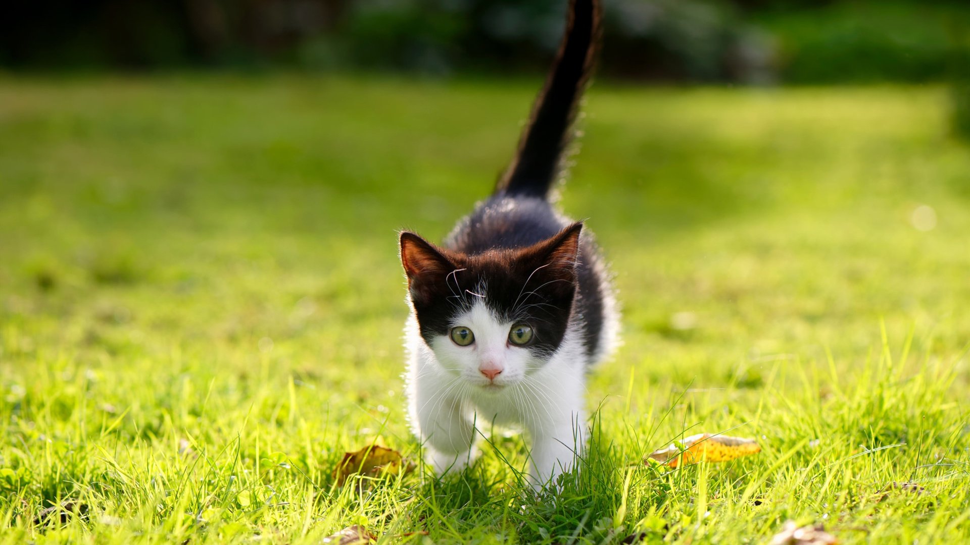 全球足球合作推动女子足球崛起,比赛水平持续提升,女子足球运动