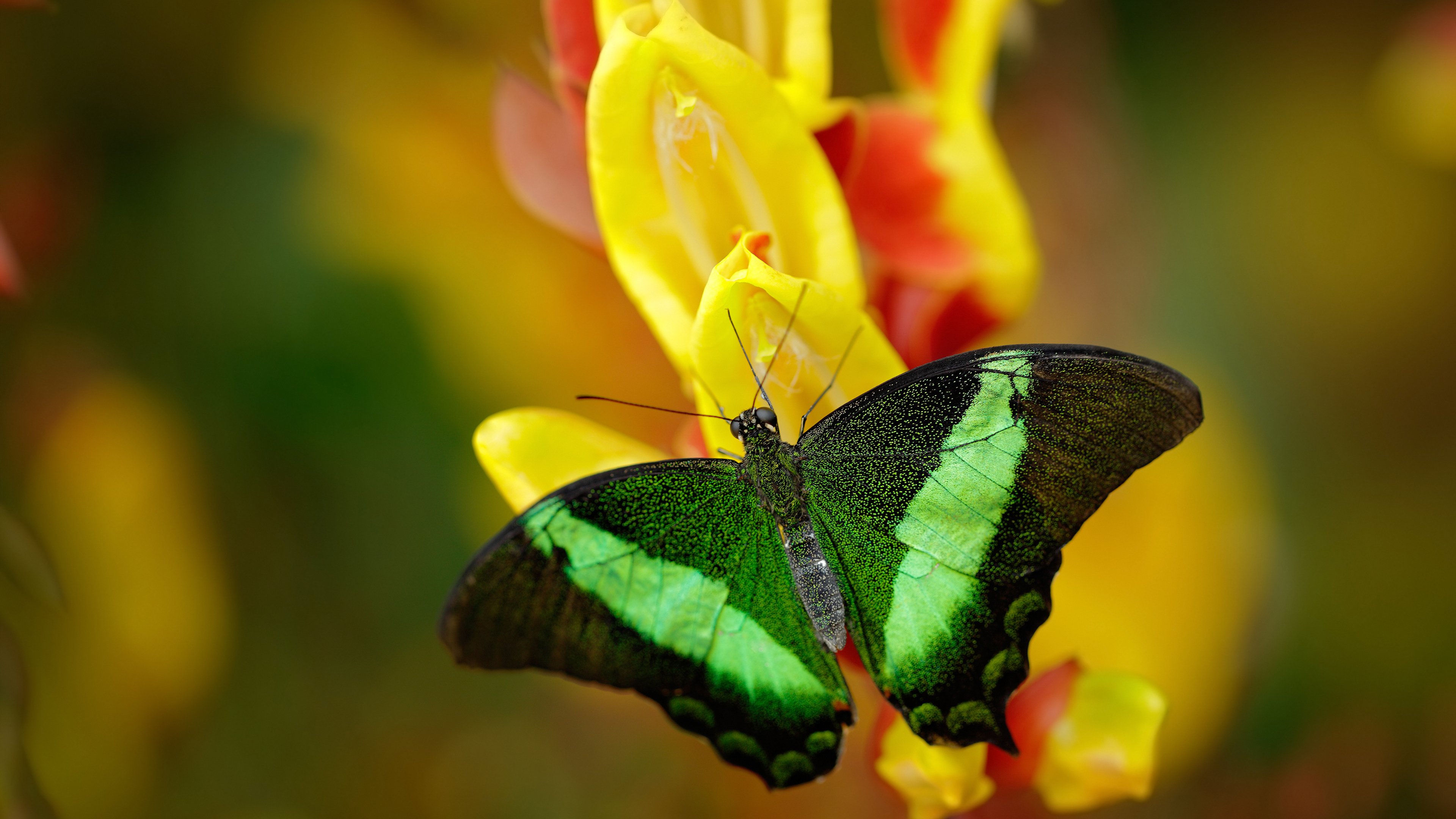全球足球合作推动女子足球崛起,比赛水平持续提升,女子足球运动